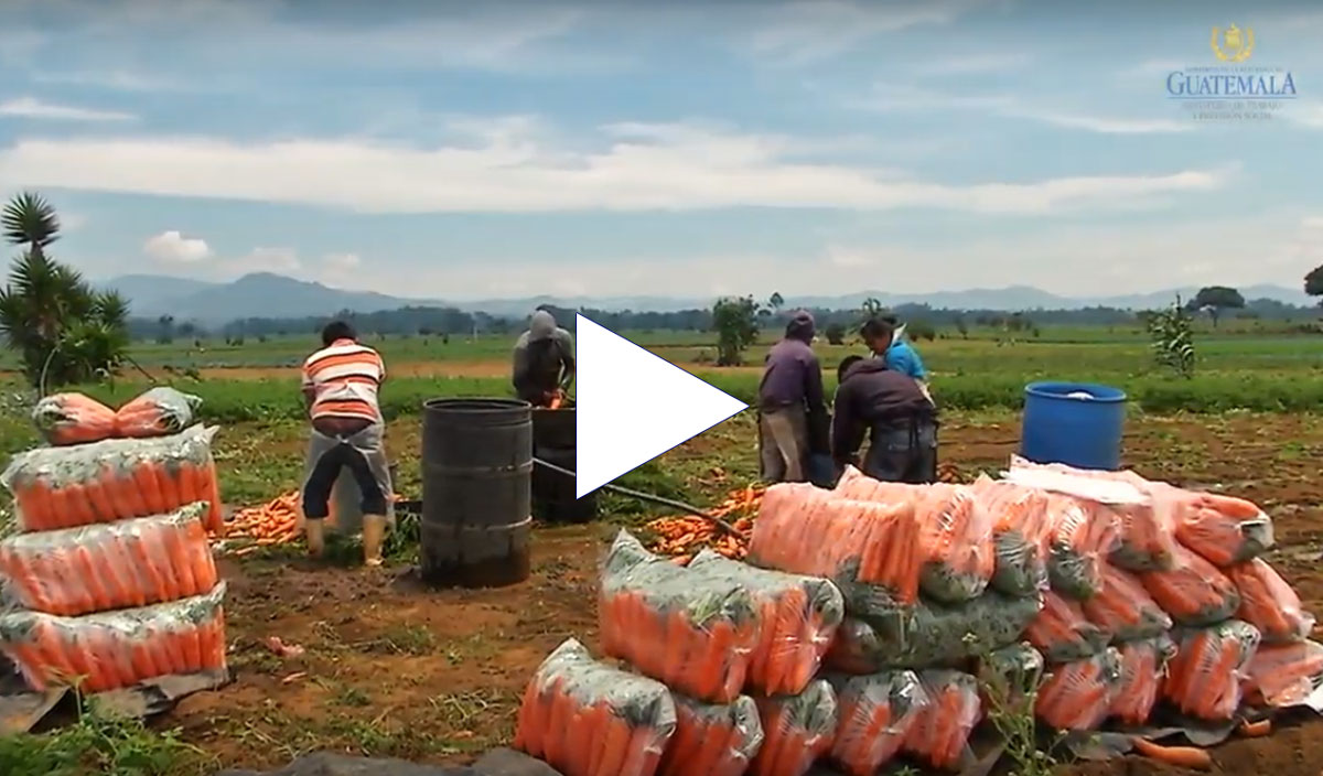 Guatemala seasonal Labor Program